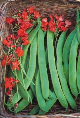 Picture of Runner Bean Polestar